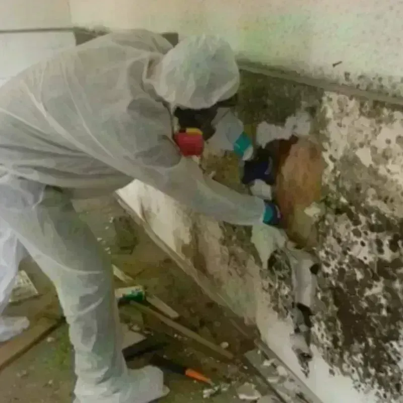 Mold Remediation and Removal in Anoka, MN